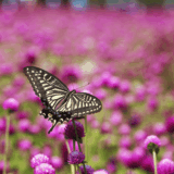 異文化理解-異文化コミュニケーション-異文化マネジメント-異文化適応-モチベーション-ヤル気-価値観の違い-アジア-新興国-現地マネジメント-無料-メンター-相談-グローバルチーム-信頼-成長-自信-岡部浩一-ウチ-ソト-リーダーシップ-先入観-視野の狭さ