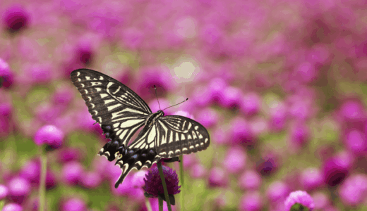 見えている世界はメチャ狭い