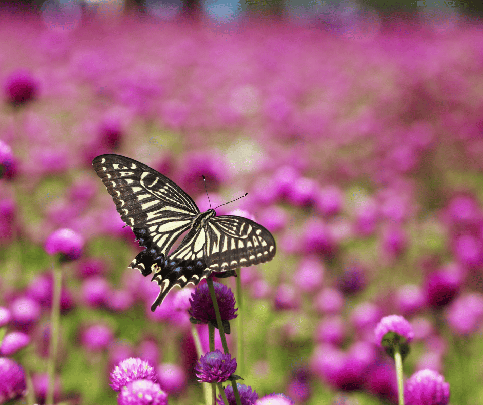 異文化理解-異文化コミュニケーション-異文化マネジメント-異文化適応-モチベーション-ヤル気-価値観の違い-アジア-新興国-現地マネジメント-無料-メンター-相談-グローバルチーム-信頼-成長-自信-岡部浩一-ウチ-ソト-リーダーシップ-先入観-視野の狭さ